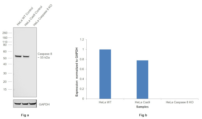 Caspase 8 Antibody