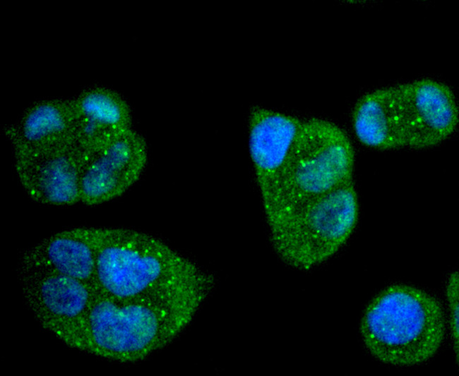 Caspase 8 Antibody in Immunocytochemistry (ICC/IF)