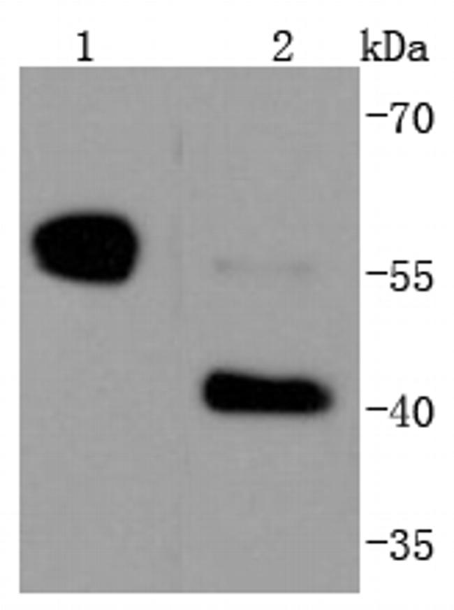 Caspase 8 Antibody in Western Blot (WB)