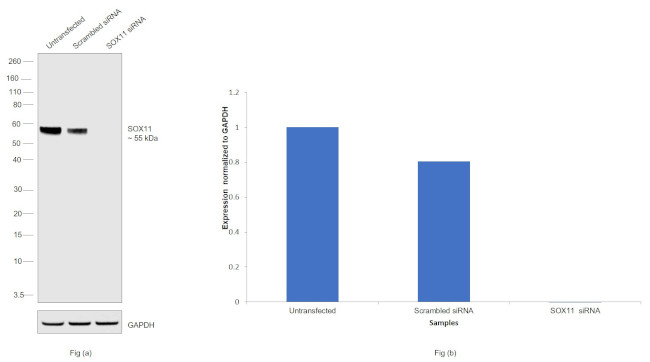 SOX11 Antibody