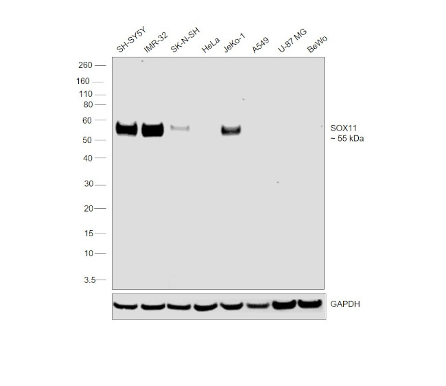 SOX11 Antibody