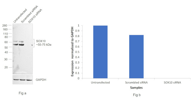 SOX10 Antibody in Western Blot (WB)