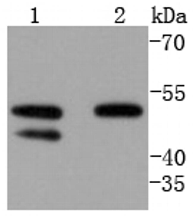 Cyclin A Antibody in Western Blot (WB)