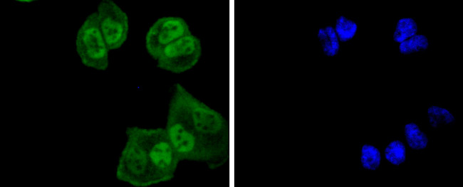 UBE1 Antibody in Immunocytochemistry (ICC/IF)