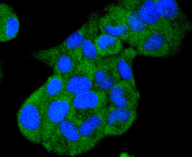 HSP105 Antibody in Immunocytochemistry (ICC/IF)