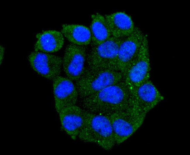 HSP105 Antibody in Immunocytochemistry (ICC/IF)