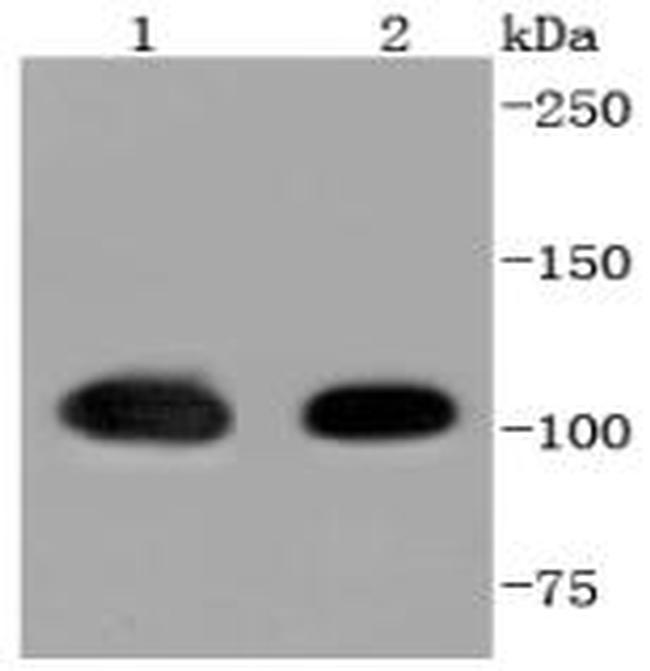 HSP105 Antibody in Western Blot (WB)