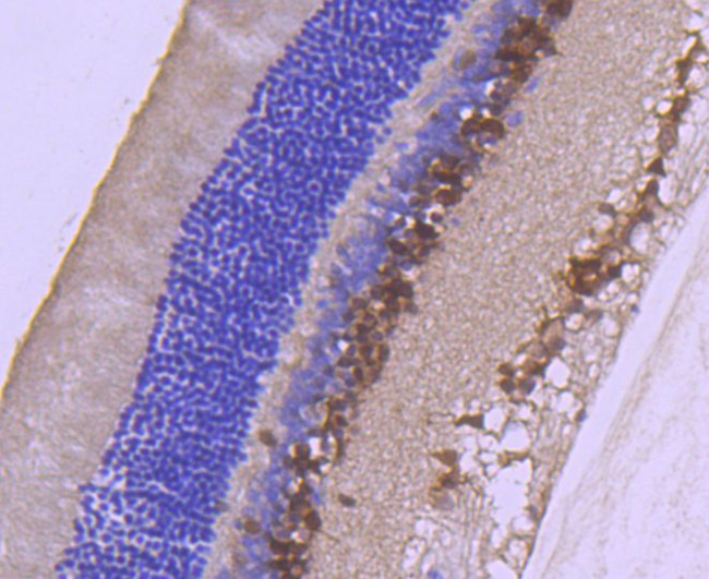 PAX6 Antibody in Immunohistochemistry (Paraffin) (IHC (P))