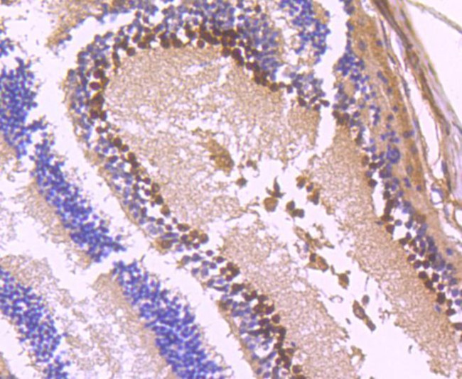 PAX6 Antibody in Immunohistochemistry (Paraffin) (IHC (P))