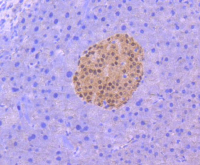 PAX6 Antibody in Immunohistochemistry (Paraffin) (IHC (P))