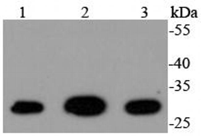 14-3-3 gamma Antibody in Western Blot (WB)