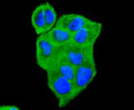 14-3-3 theta Antibody in Immunocytochemistry (ICC/IF)