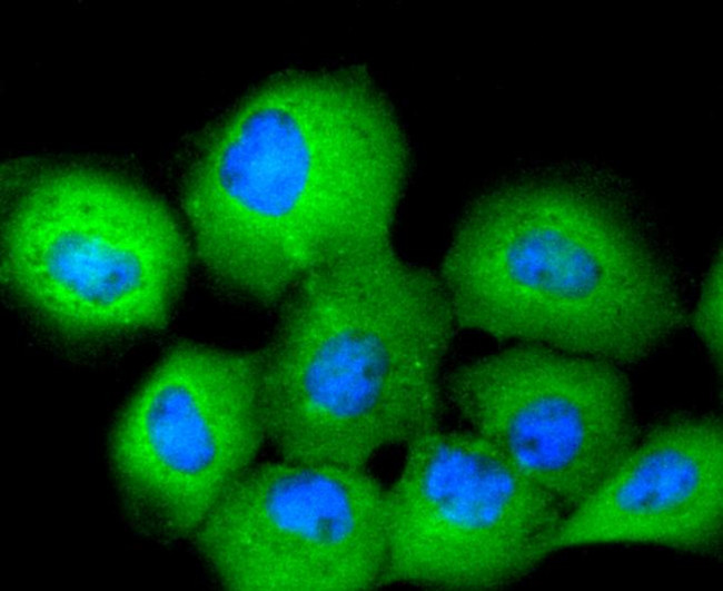 14-3-3 theta Antibody in Immunocytochemistry (ICC/IF)