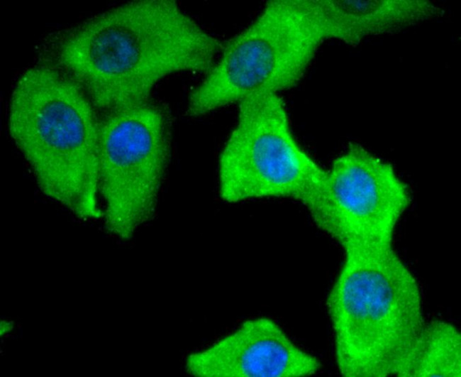 14-3-3 theta Antibody in Immunocytochemistry (ICC/IF)