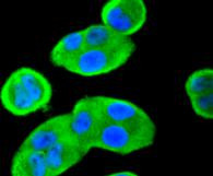 14-3-3 beta Antibody in Immunocytochemistry (ICC/IF)