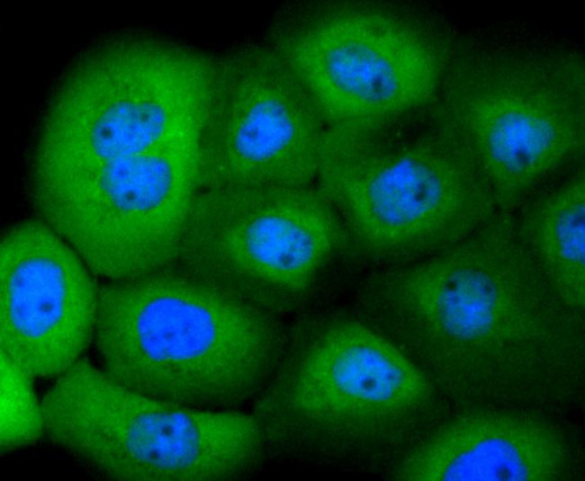 14-3-3 beta Antibody in Immunocytochemistry (ICC/IF)