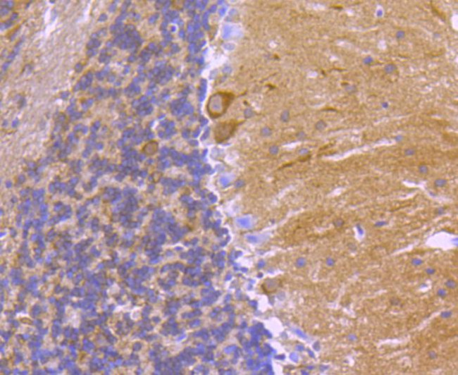 14-3-3 beta Antibody in Immunohistochemistry (Paraffin) (IHC (P))