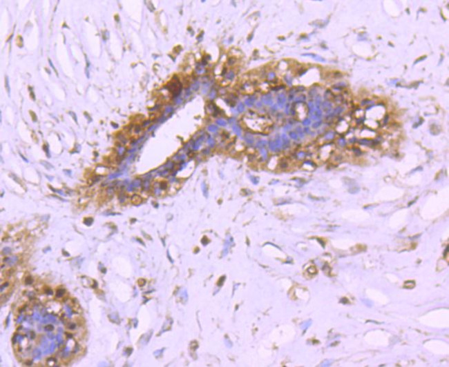 14-3-3 beta Antibody in Immunohistochemistry (Paraffin) (IHC (P))