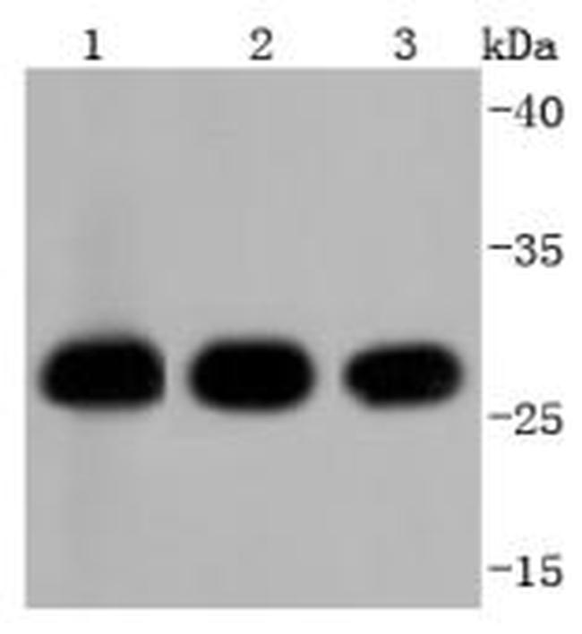 14-3-3 beta Antibody in Western Blot (WB)