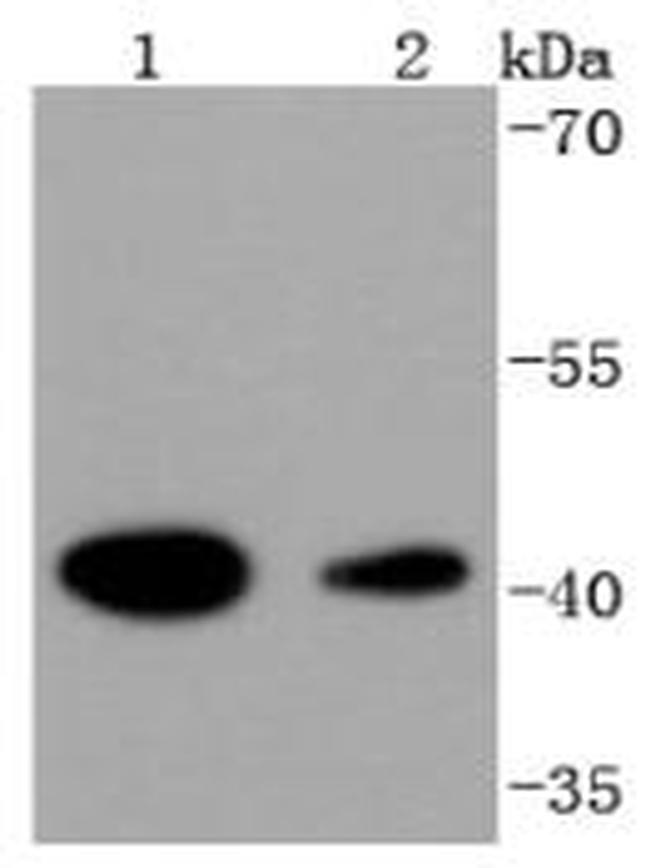 HDAC8 Antibody in Western Blot (WB)