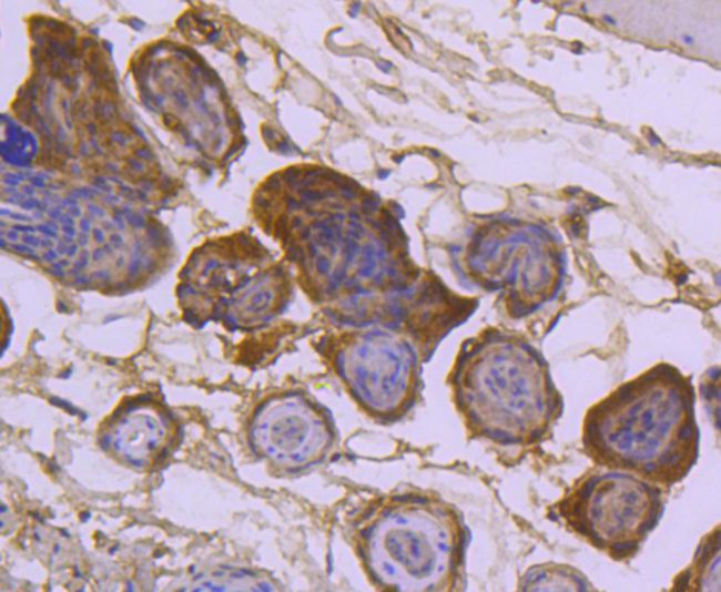 SUMO2/SUMO3 Antibody in Immunohistochemistry (Paraffin) (IHC (P))