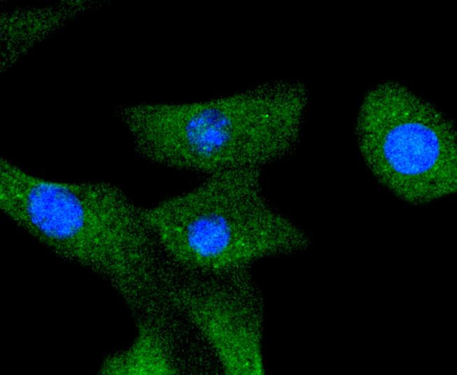 A-Raf Antibody in Immunocytochemistry (ICC/IF)