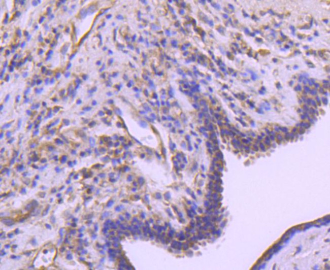 A-Raf Antibody in Immunohistochemistry (Paraffin) (IHC (P))