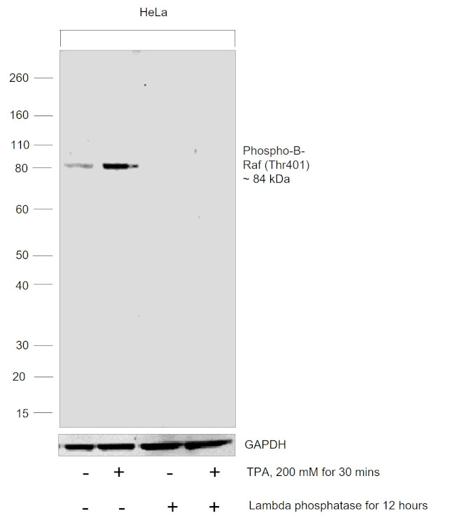 Phospho-B-Raf (Thr401) Antibody