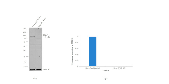 Phospho-B-Raf (Thr401) Antibody in Western Blot (WB)