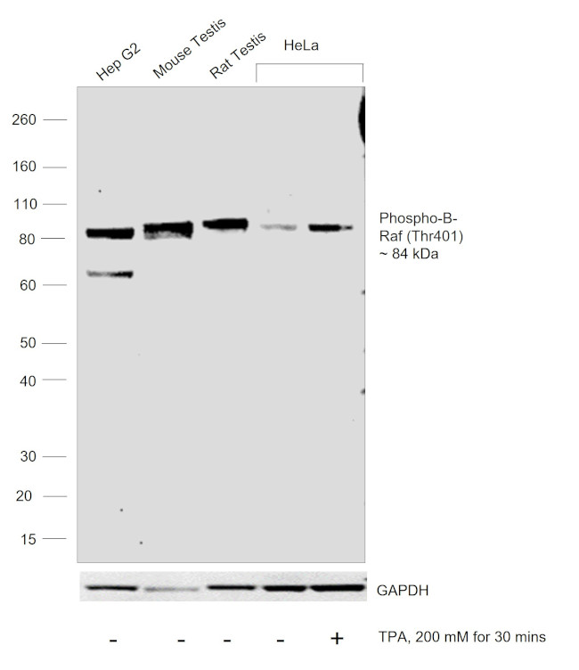 Phospho-B-Raf (Thr401) Antibody in Western Blot (WB)