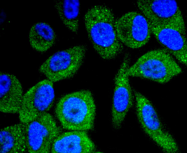 Phospho-B-Raf (Thr401) Antibody in Immunocytochemistry (ICC/IF)