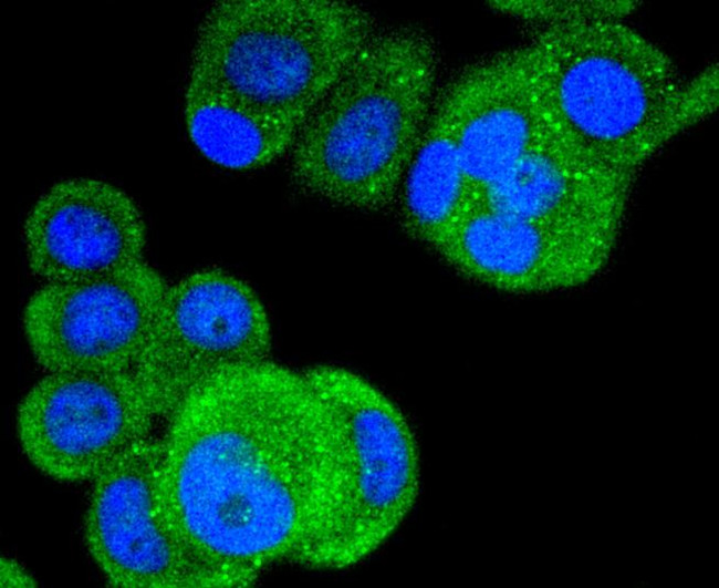 Phospho-B-Raf (Thr401) Antibody in Immunocytochemistry (ICC/IF)