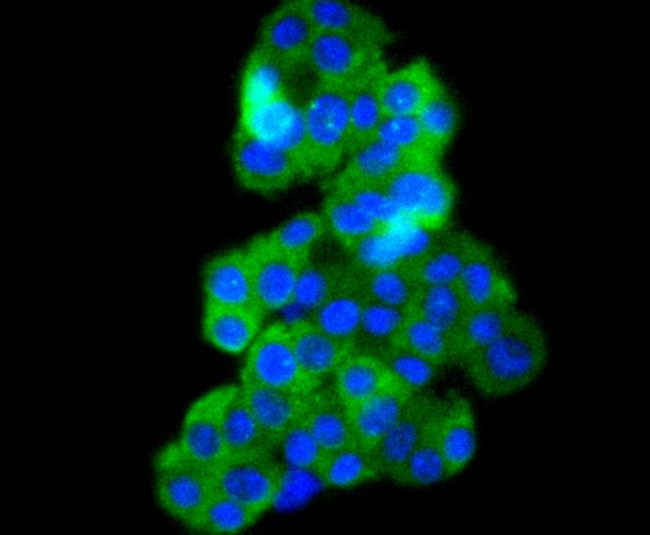 Phospho-B-Raf (Thr401) Antibody in Immunocytochemistry (ICC/IF)