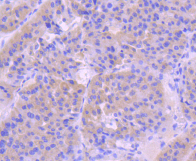 pro-Caspase 9 Antibody in Immunohistochemistry (Paraffin) (IHC (P))