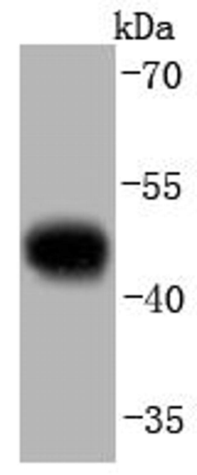 pro-Caspase 9 Antibody in Western Blot (WB)