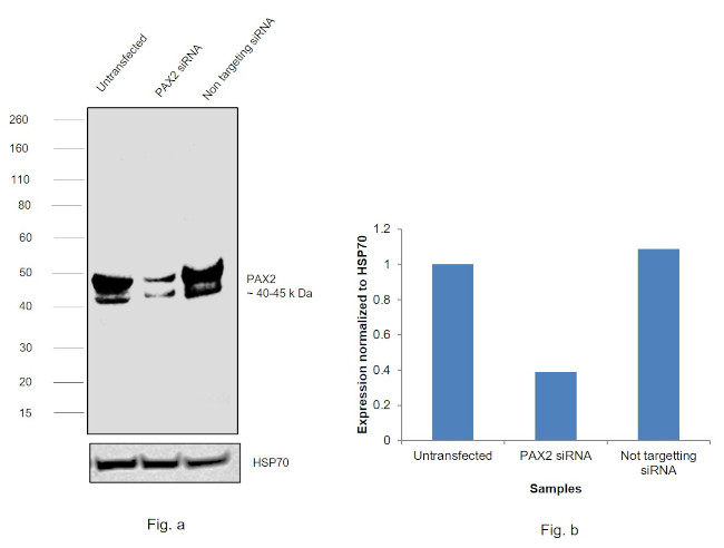 PAX2 Antibody