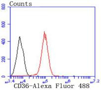 CD36 Antibody in Flow Cytometry (Flow)