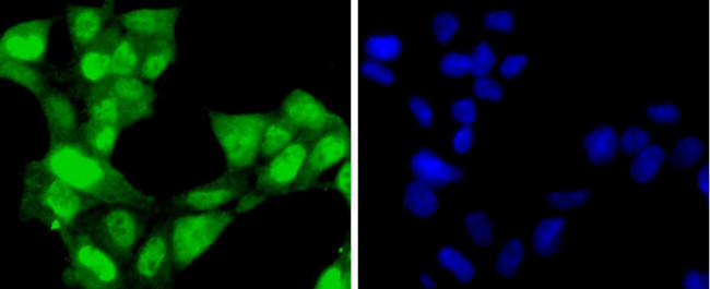 CDK7 Antibody in Immunocytochemistry (ICC/IF)