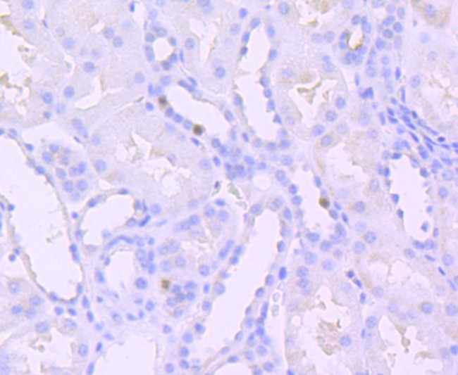 Phospho-SIRT1 (Thr530) Antibody in Immunohistochemistry (Paraffin) (IHC (P))