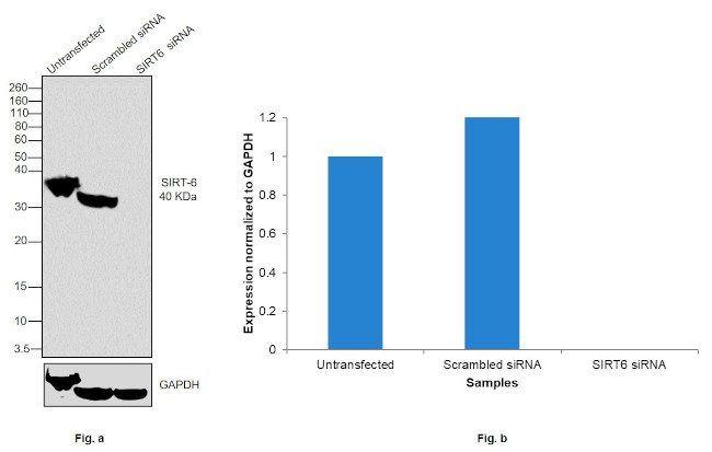 SIRT6 Antibody