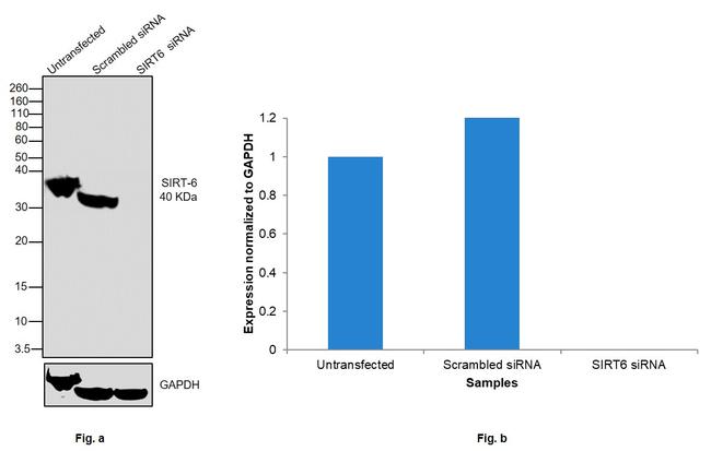 SIRT6 Antibody in Western Blot (WB)