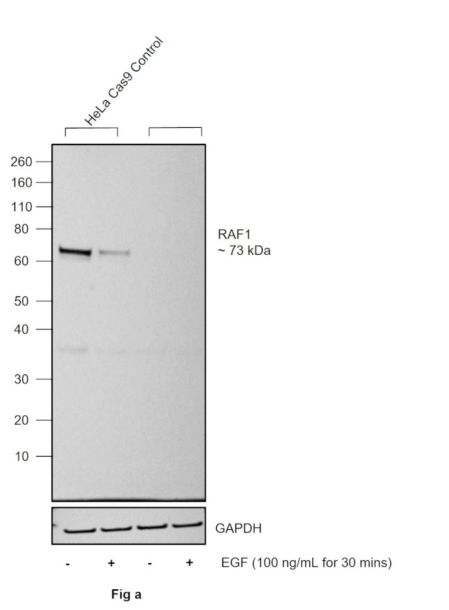 Phospho-c-Raf (Ser621) Antibody