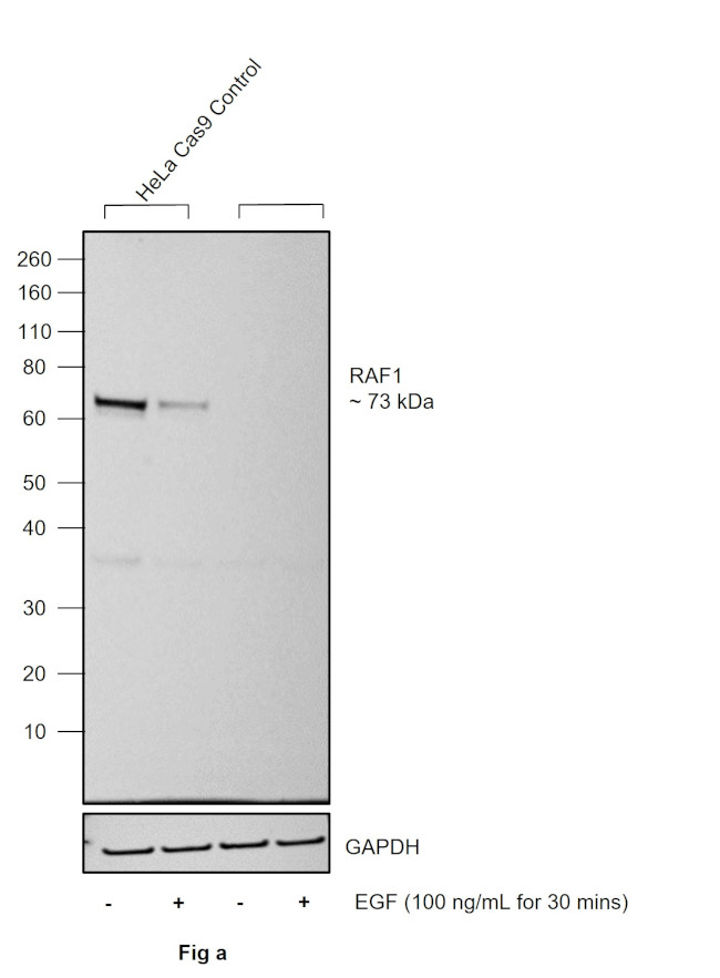 Phospho-c-Raf (Ser621) Antibody in Western Blot (WB)