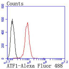 ATF1 Antibody in Flow Cytometry (Flow)