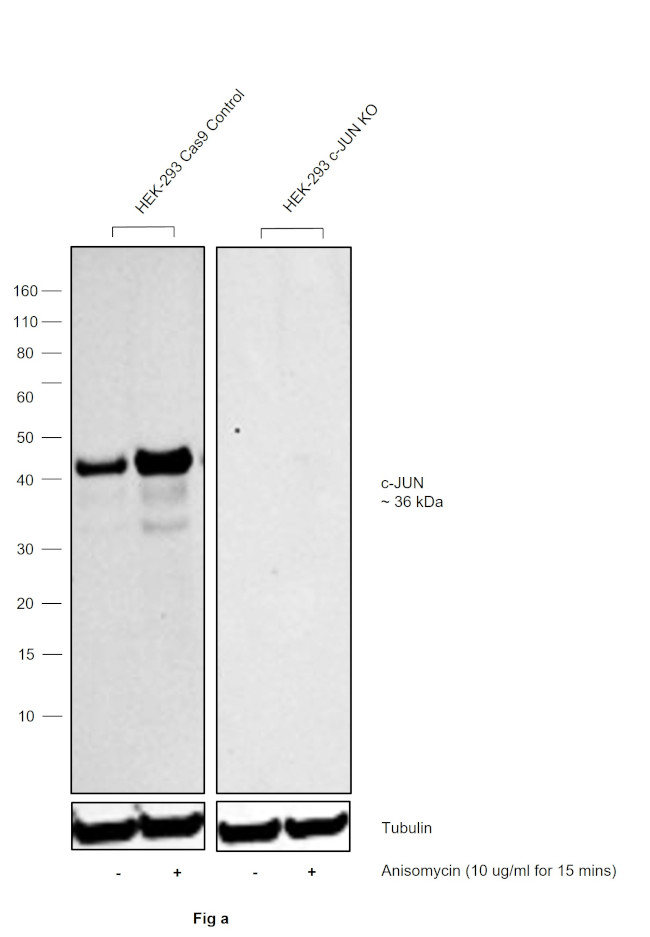 Phospho-c-Jun (Thr91) Antibody in Western Blot (WB)