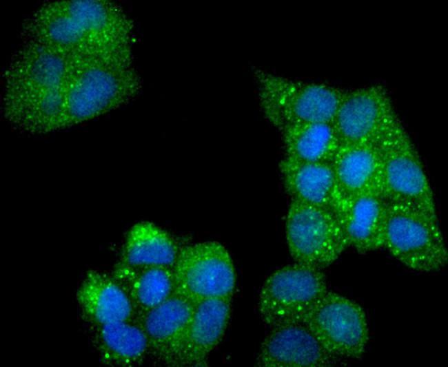 Phospho-AMPK alpha-2 (Ser345) Antibody in Immunocytochemistry (ICC/IF)