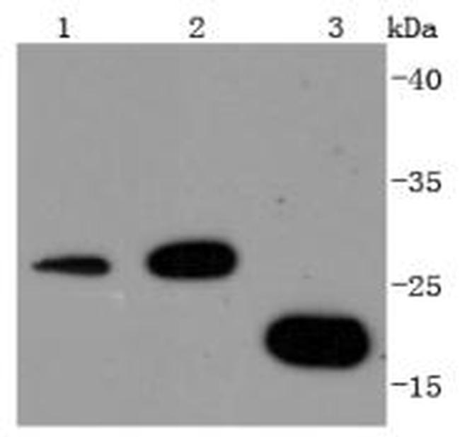 14-3-3 beta/zeta Antibody in Western Blot (WB)