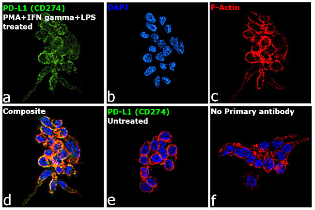 PD-L1 (CD274) Antibody in Immunocytochemistry (ICC/IF)