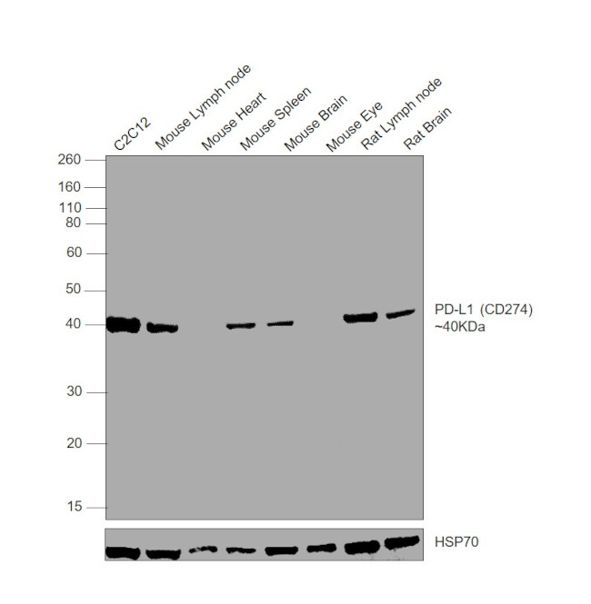 PD-L1 (CD274) Antibody in Western Blot (WB)