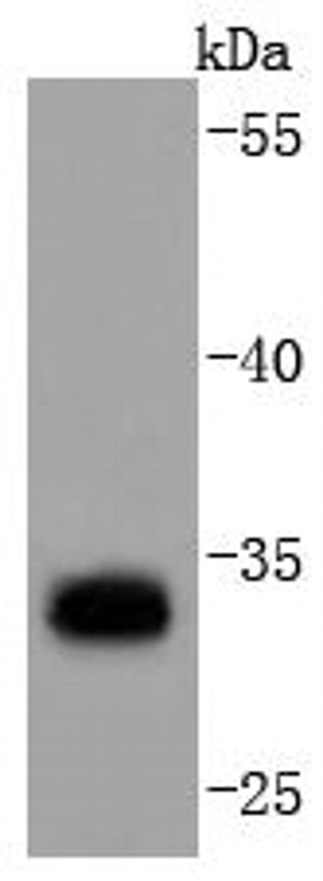 PD-L1 (CD274) Antibody in Western Blot (WB)